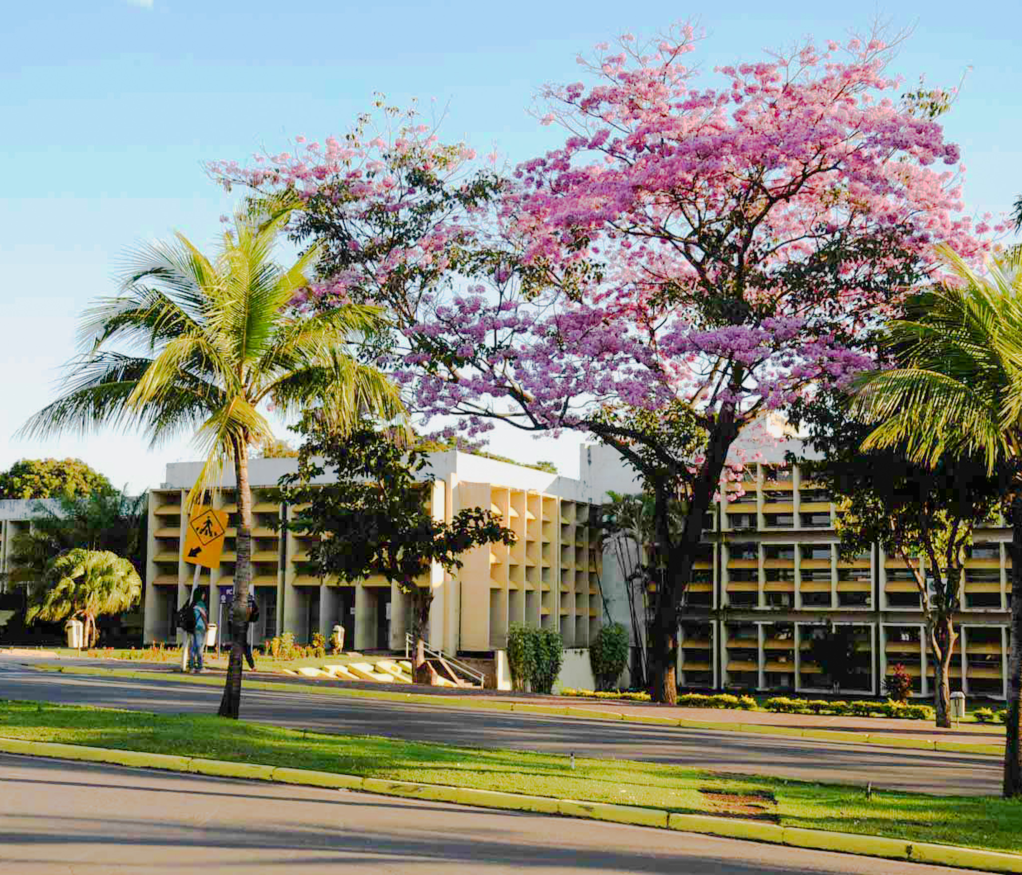 REVISTA DE GRADUAÇÃO DA UFMT 